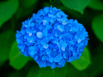 Electric Blue Hydrangeas