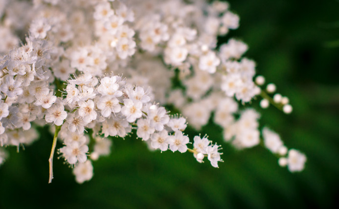 White Sakura Blossoms