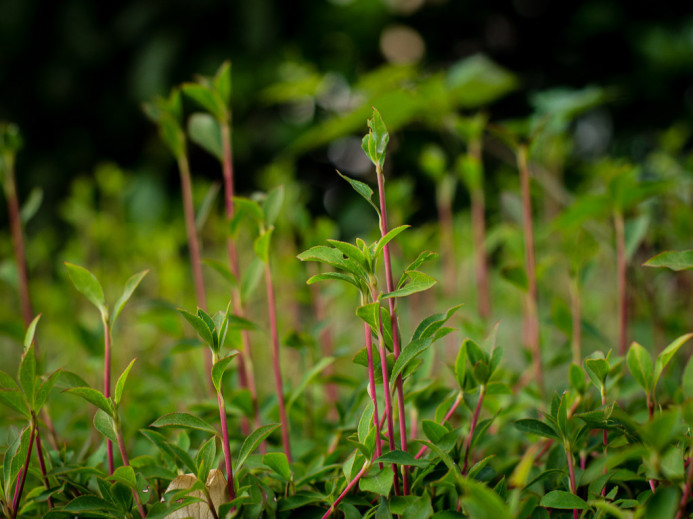 Red Stalks