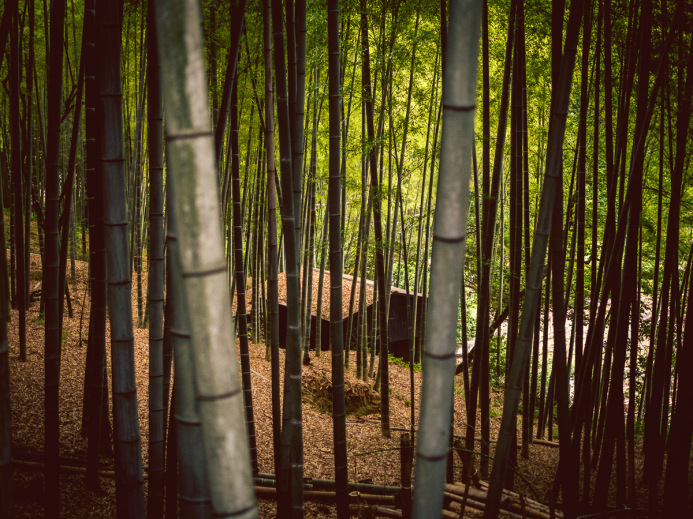 Shed in the Bamboo Forest