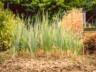 Shallots