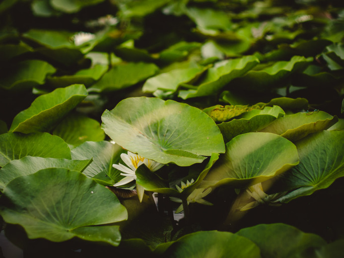 Lily Pads