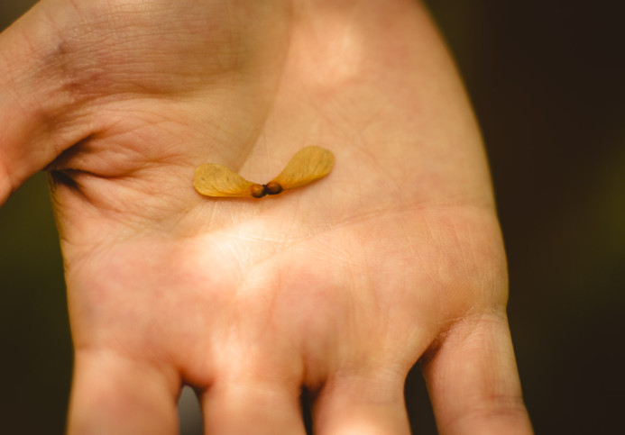 Seed Pod